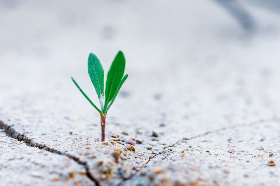 LeadershipGrowth